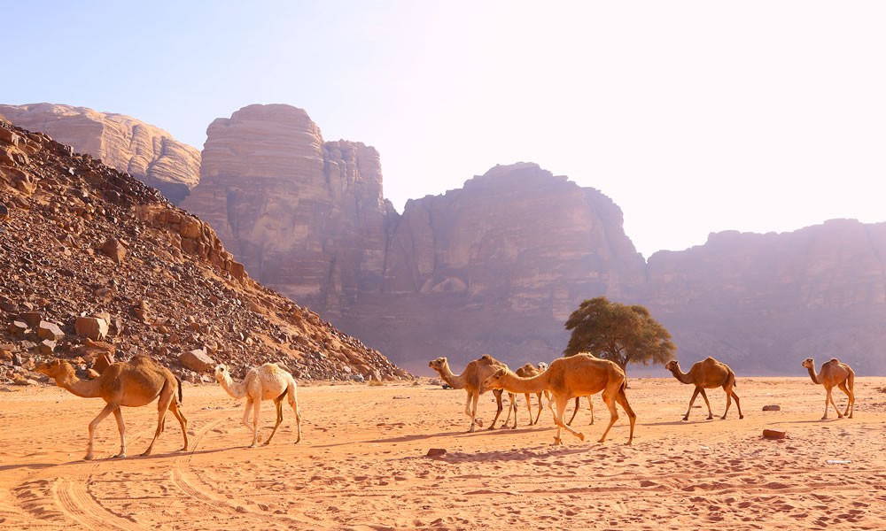 Voyageur de la cité perdue : WADI RUM